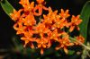 image of Asclepias tuberosa