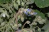 image of Borago officinalis