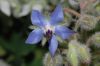 image of Borago officinalis