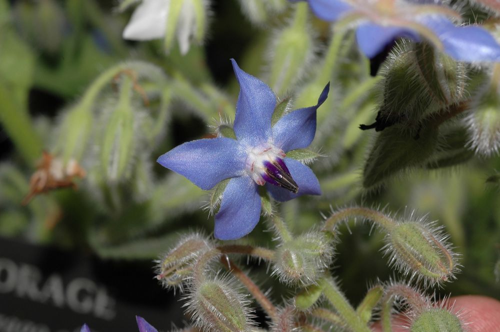 Boraginaceae Borago officinalis