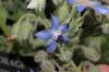 image of Borago officinalis