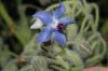 image of Borago officinalis