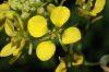 image of Brassica hirta