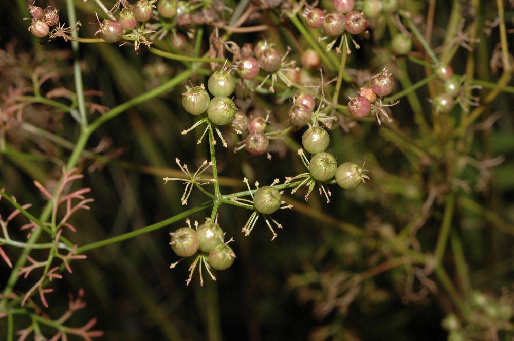 Apiaceae Coriandrum sativum