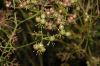 image of Coriandrum sativum