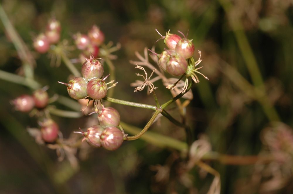 Apiaceae Coriandrum sativum