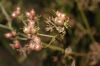image of Coriandrum sativum