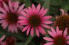 image of Echinacea purpurea
