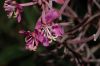 image of Epilobium angustifolium