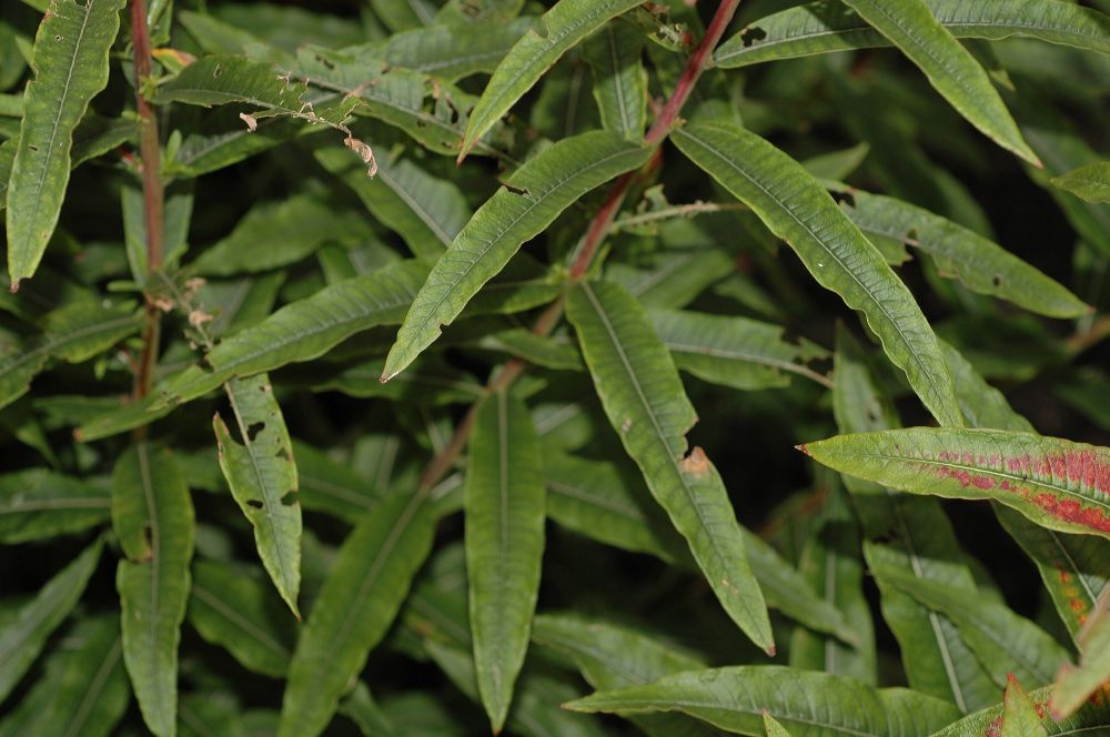 Onagraceae Epilobium angustifolium