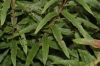 image of Epilobium angustifolium