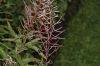 image of Epilobium angustifolium