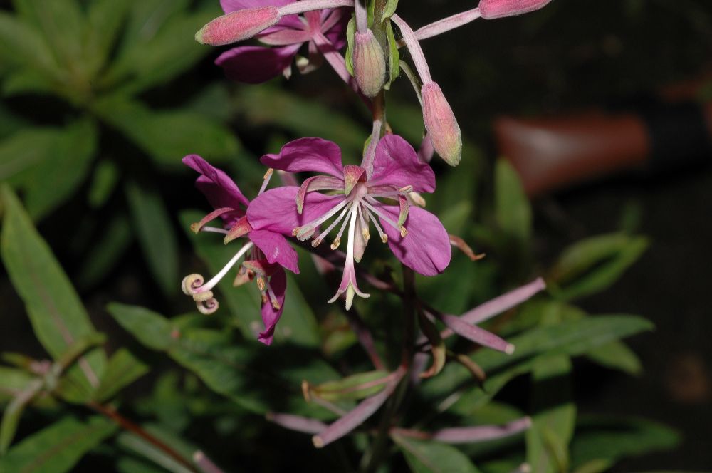 Onagraceae Epilobium angustifolium