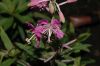 image of Epilobium angustifolium