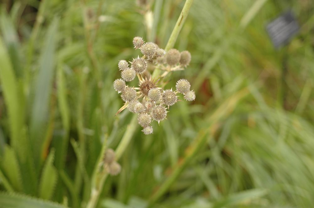 Apiaceae Eryngium yuccifolium