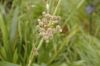 image of Eryngium yuccifolium
