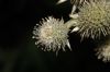 image of Eryngium yuccifolium