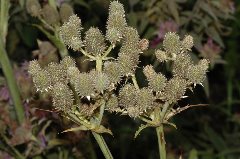 Apiaceae Eryngium yuccifolium