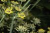 image of Foeniculum vulgare