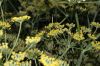 image of Foeniculum vulgare