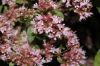 image of Origanum vulgare