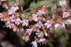 image of Origanum vulgare