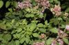 image of Origanum vulgare