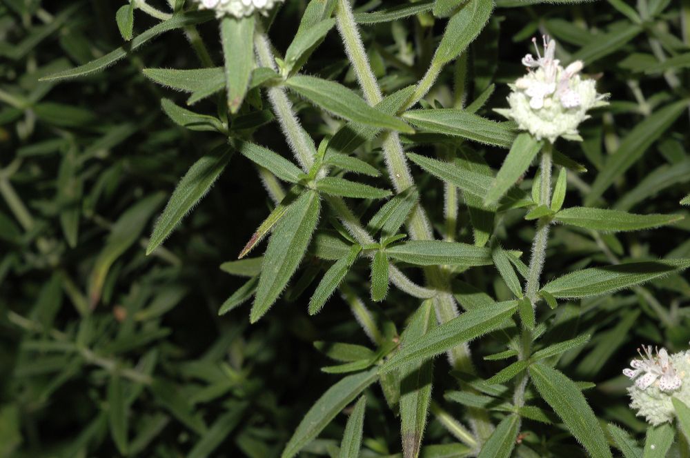 Lamiaceae Pycnanthemum pilosum