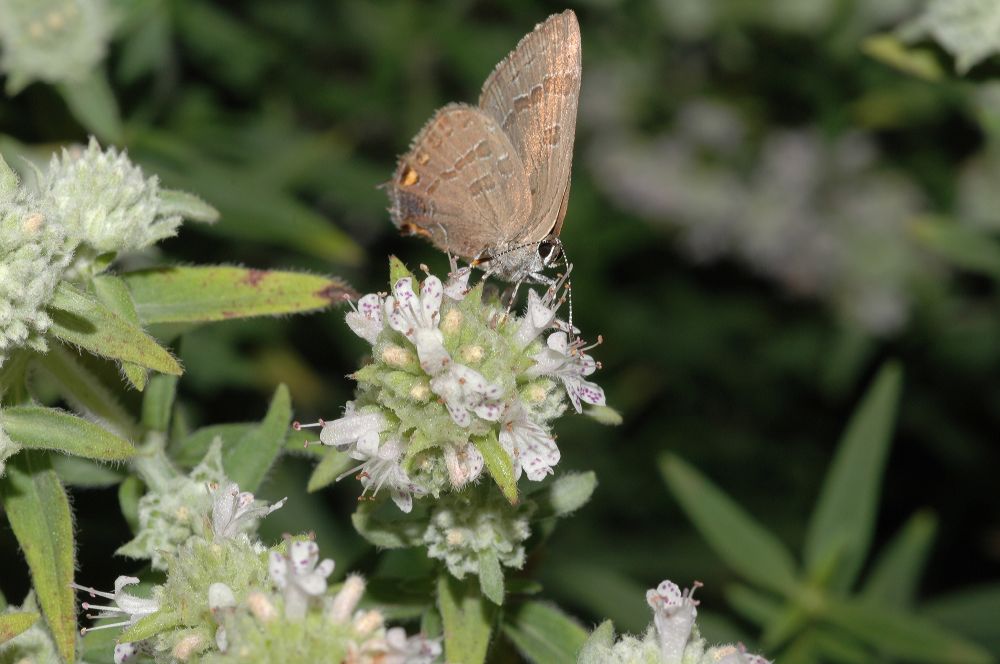 Lamiaceae Pycnanthemum pilosum
