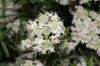image of Pycnanthemum tenuifolium
