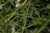 image of Pycnanthemum tenuifolium