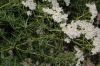 image of Pycnanthemum tenuifolium