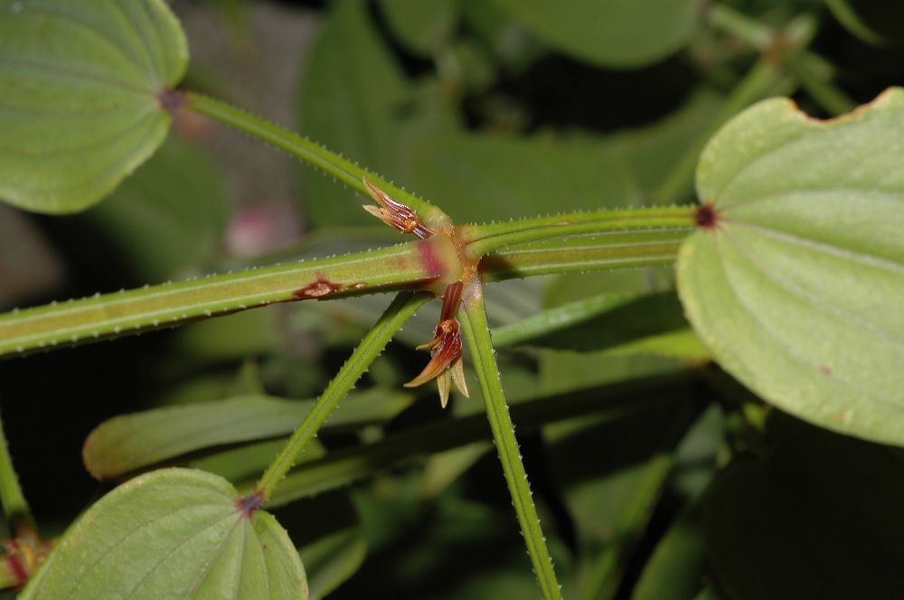 Rubiaceae Rubia cordifolia