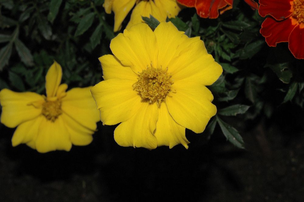 Asteraceae Tagetes patula