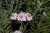 image of Verbena rigida