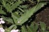 image of Verbena rigida
