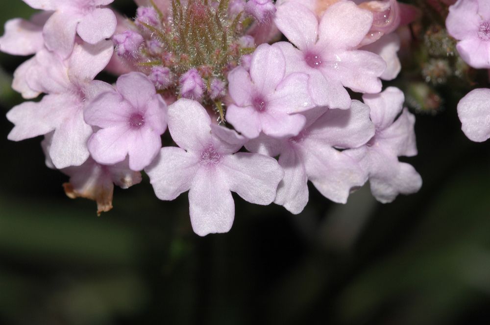 Verbenaceae Verbena rigida