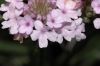 image of Verbena rigida