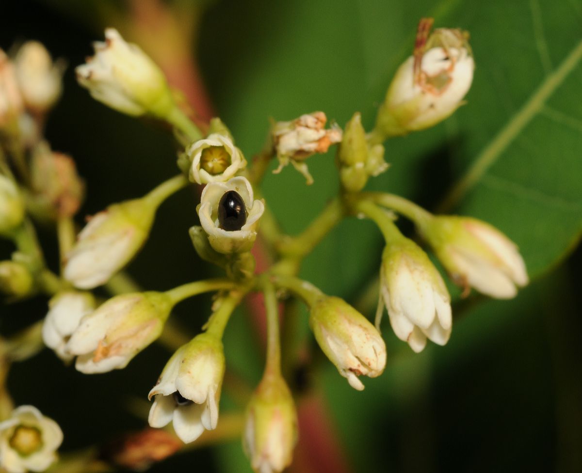 Apocynaceae Apocynum cannabinum