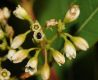 image of Apocynum cannabinum