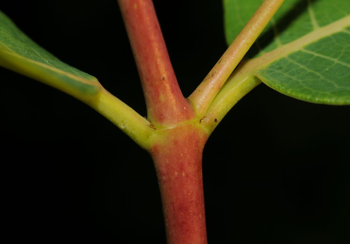 Apocynaceae Apocynum cannabinum