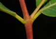 image of Apocynum cannabinum