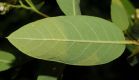image of Apocynum cannabinum