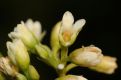 image of Apocynum cannabinum