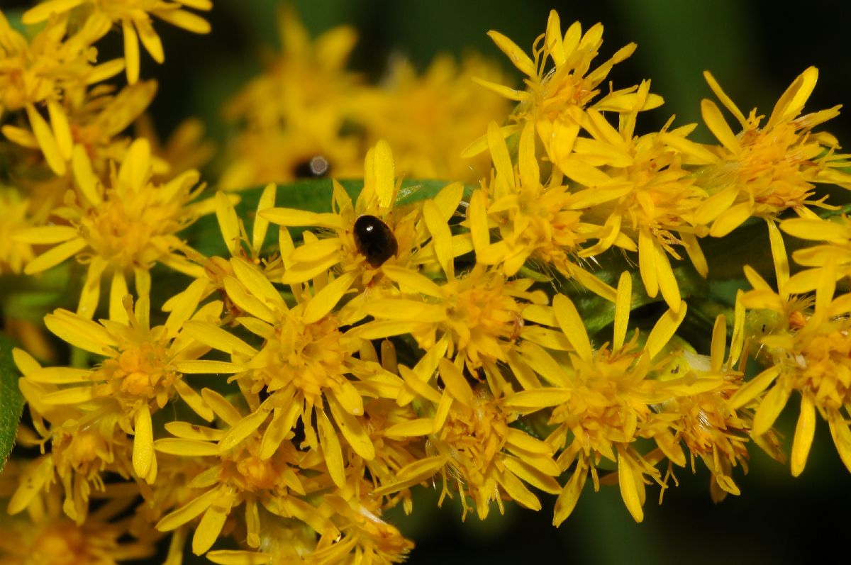 Asteraceae Solidago canadensis