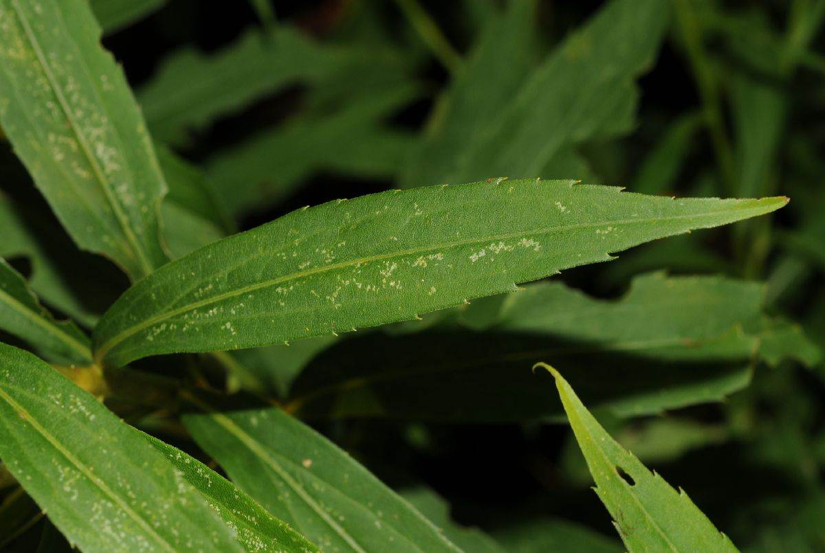 Asteraceae Solidago canadensis