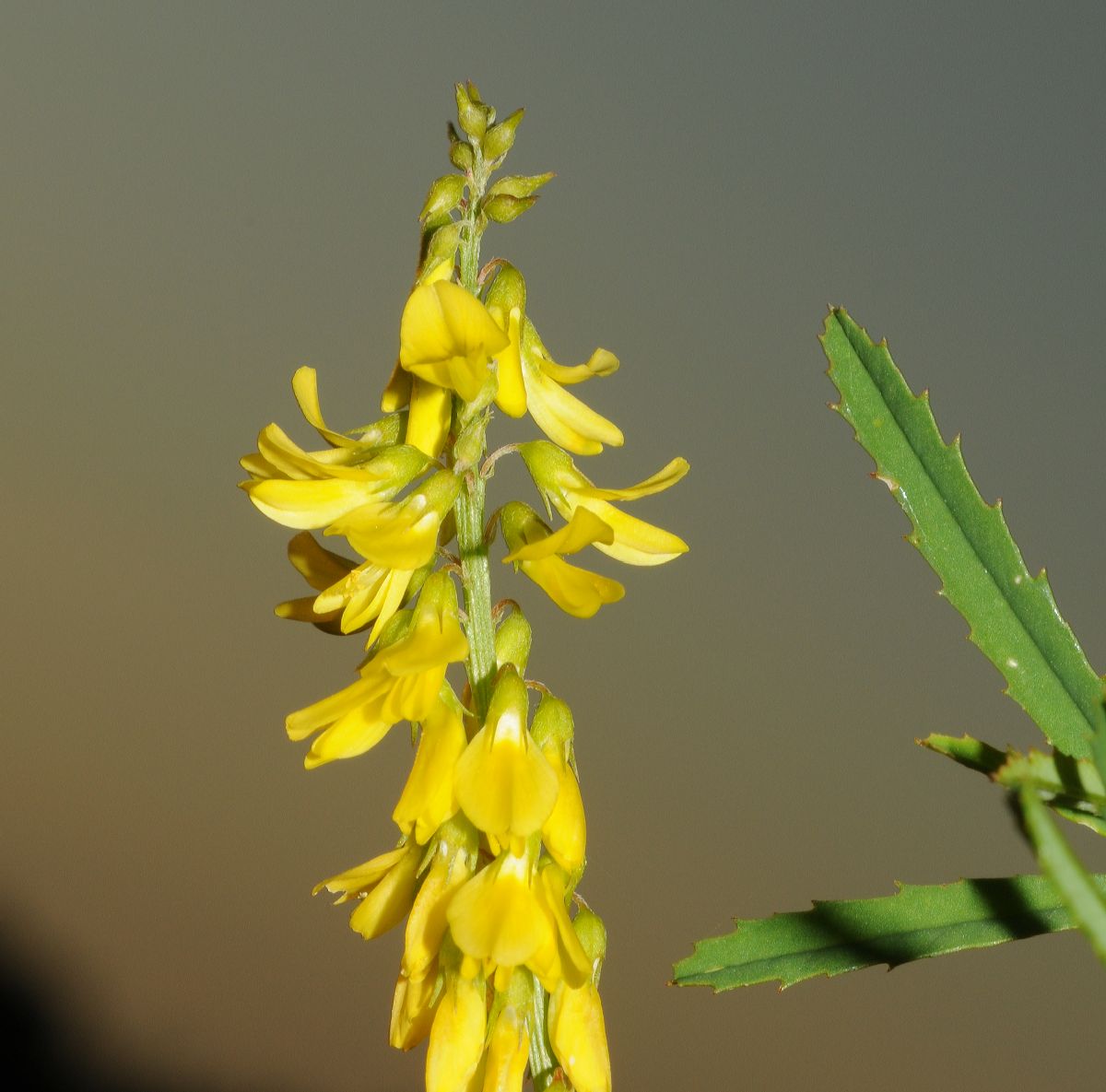 Fabaceae Melilotus officinalis