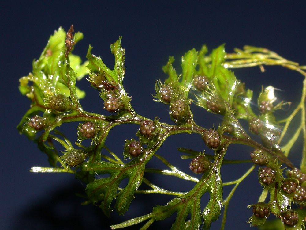 Hymenophyllaceae Hymenophyllum fucoides
