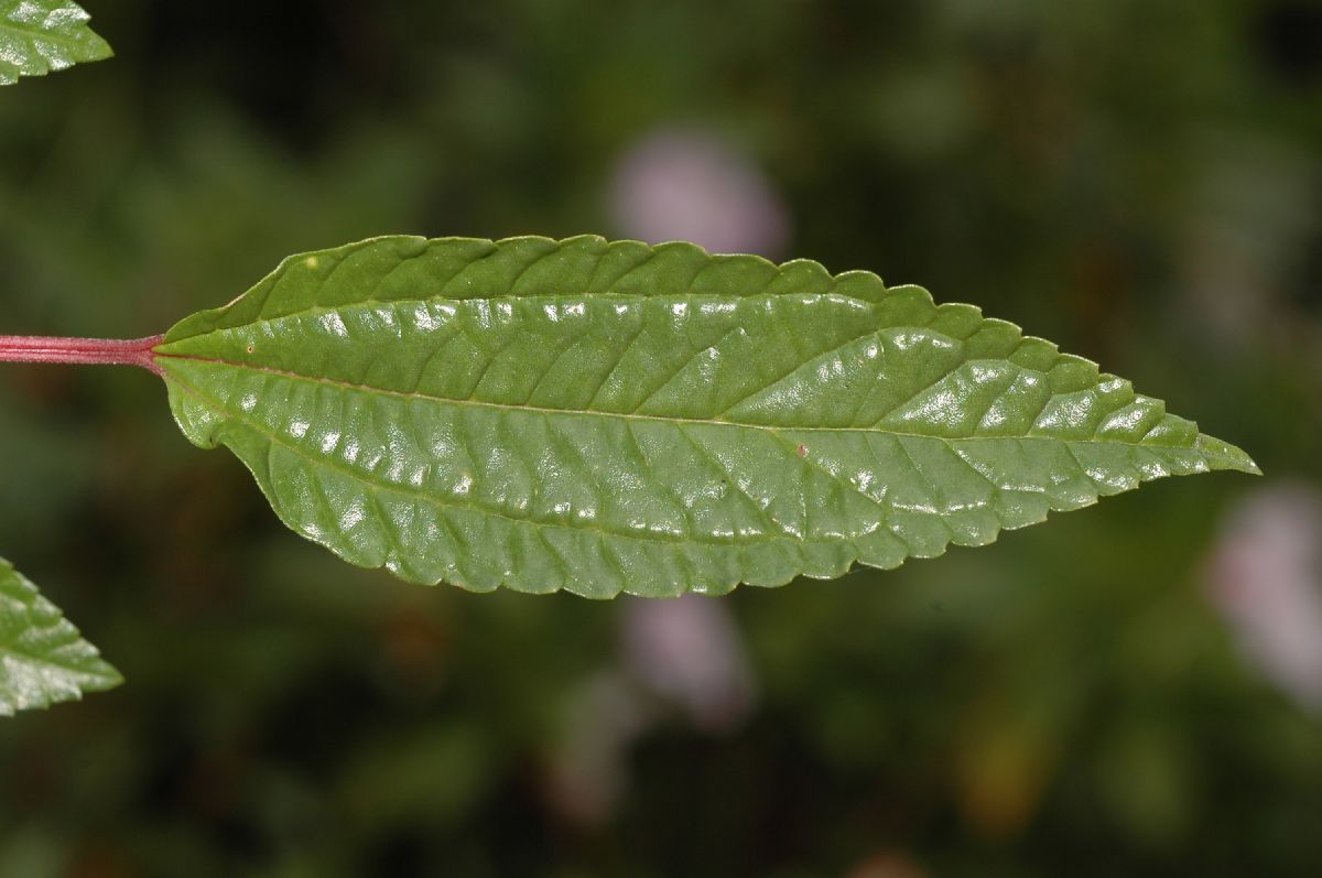 Urticaceae Pilea 