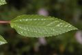 image of Pilea 